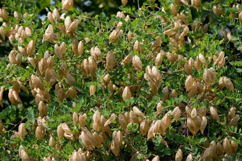 Bladdersenna or Bladder Senna (Colutea arborescens)