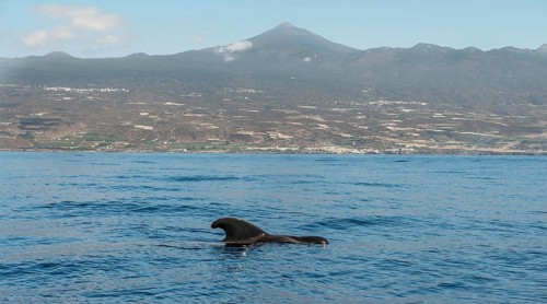 Pilot Whale (Globicephala) off Tenerife