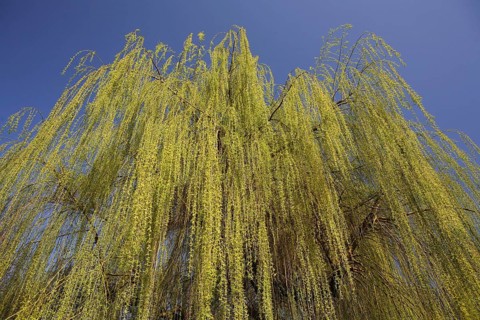 Weeping Willow (Salix babylonica)
