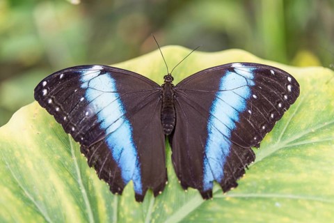 Blue Morpho (Morpho peleides)