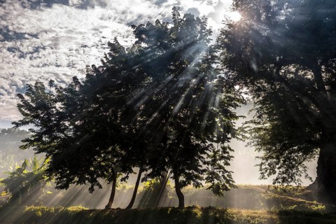 Sun rays penetrating smoke between trees