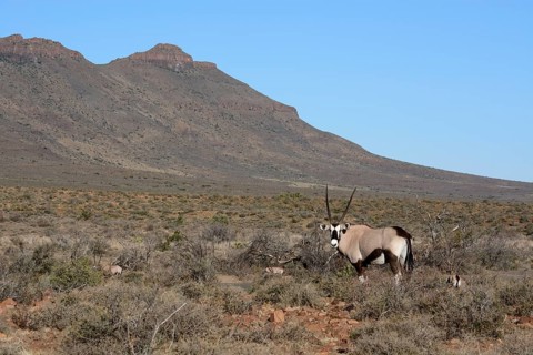 Gemsbok (Oryx gazella)
