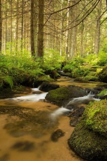 Lohnbach stream