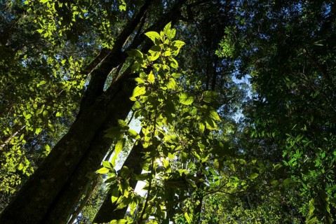 Knysna Forest