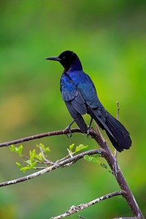 Boat-tailed Grackle (Quiscalus major)