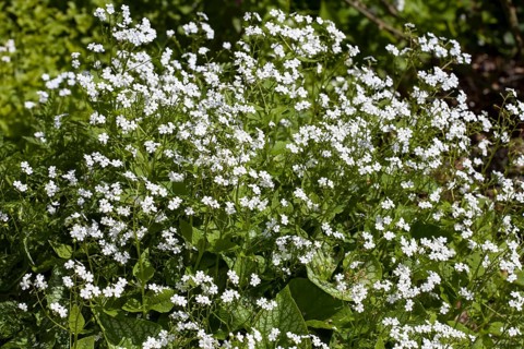 Siberian bugloss (Brunnera macrophylla)