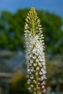 Blooming Desert Candle (Eremurus himalaicus)