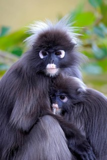 Dusky Leaf Monkeys or Southern Langurs (Trachypithecus obscurus)