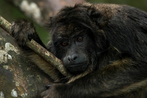 Black Howler (Alouatta caraya)