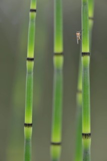 Water Horsetail (Equisetum fluviatile)
