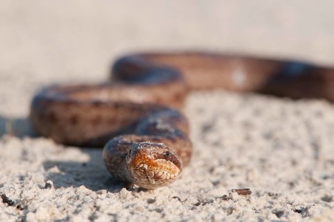 Smooth Snake (Coronella austriaca)