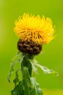 Globe Knapweed (Centaurea macrocephala)