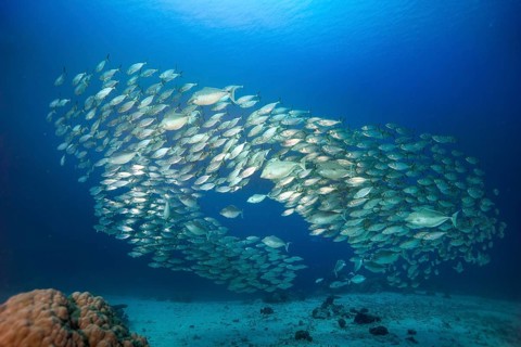 School of Oxeye scad (Selar boops)