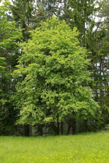 Common Whitebeam (Sorbus aria)