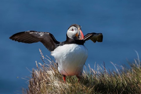 Puffin (Fratercula arctica)