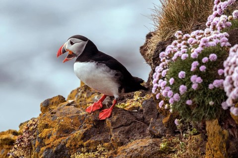 Puffin (Fratercula arctica)