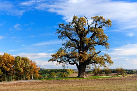 Natural monument cold Oak
