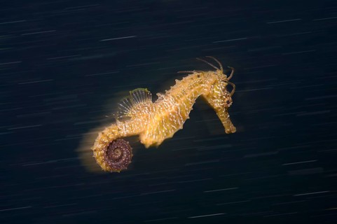 Short-snouted Seahorse (Hippocampus hippocampus) Black Sea