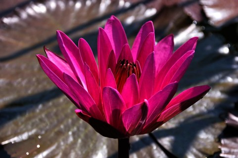Water Lily (Nymphaea sp.)