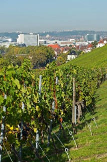 Vineyard