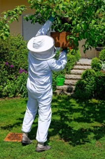 Beekeeper collecting a new colony of Honey Bees (Apis mellifera) from the trunk of an apple tree