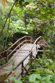 Wooden bridge leading into the dense jungle