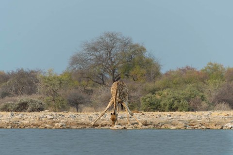 Giraffe (Giraffa camelopardis) drinking at the Klein Namutoni waterhole
