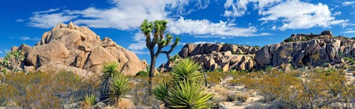 Joshua Tree or Palm Tree Yucca (Yucca brevifolia)