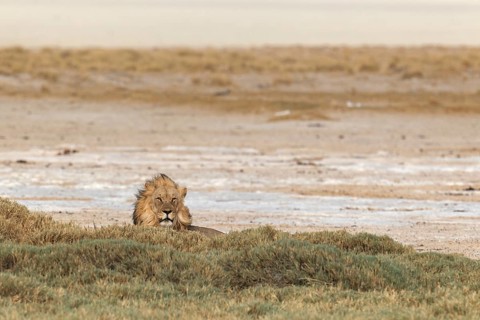 Lion (Panthera leo)