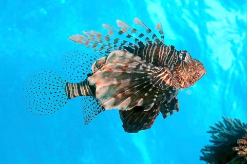 Red Lionfish (Pterois volitans)