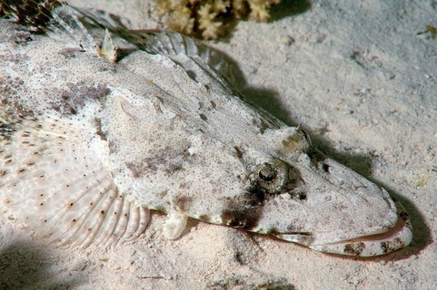 Tentacled Flathead or Crocodilefish (Papilloculiceps longiceps)