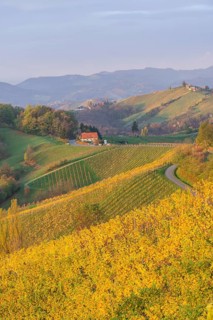 Autumnal vineyards and farmhouses in the morning light