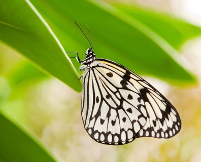 Paper Kite or Large Tree Nymph (Idea leuconoe)
