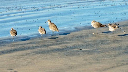 Willets (Tringa semipalmata) in the intertidal zone