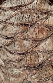 Trunk of a Date Palm (Phoenix sp.)