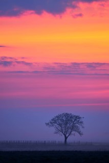 Tree in the fog