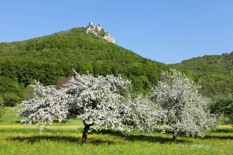 Reussenstein castle ruins above Neidlingen Valley