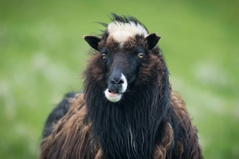 Sheep