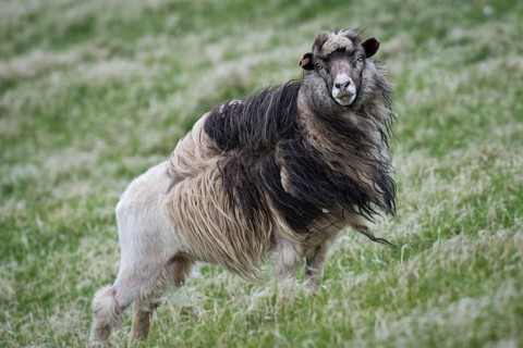 Sheep