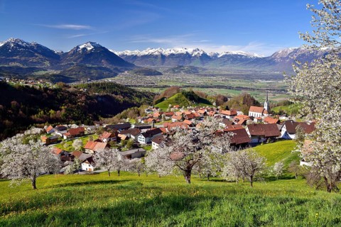Tonscape of Fraxern with blooming cherry trees and views of the St. Gallen Rhine Valley