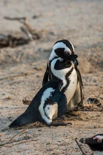 African Penguins (Spheniscus demersus)