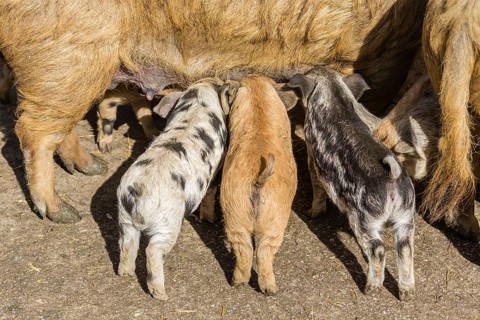 Two Mangalitsa pigs and a black-speckled Turopolje pig (Sus scrofa domestica)