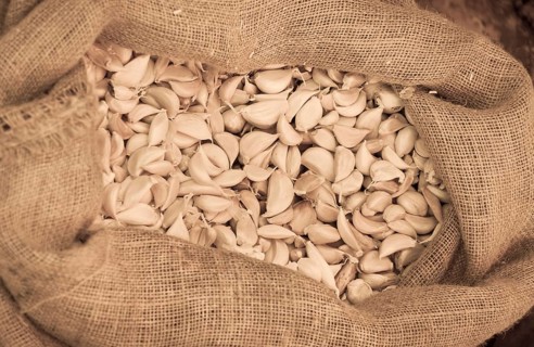 Garlic (Allium sativum) in a jute bag