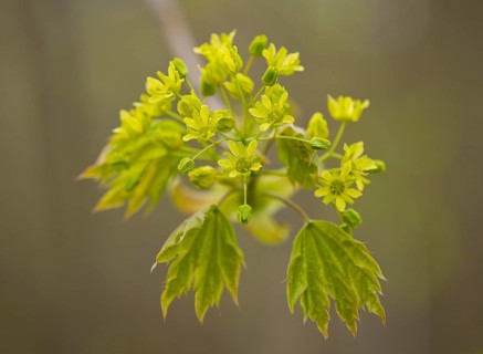 Norway Maple (Acer platanoides)