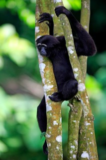 Black-handed Gibbon or Agile Gibbon (Hylobates agilis)