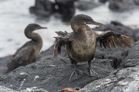 Flightless Cormorant or Galapagos Cormorant (Phalacrocorax harrisi)
