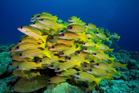 School of Bluestripe Snappers (Lutjanus kasmira)