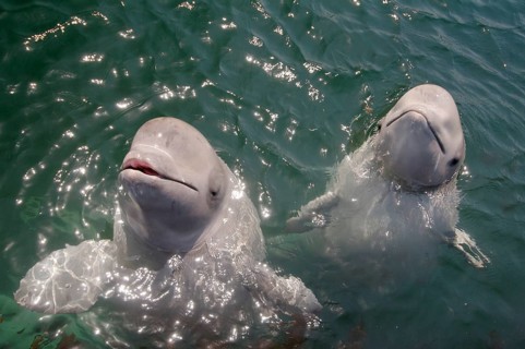 Two young Beluga Whales or White Whales (Delphinapterus leucas)
