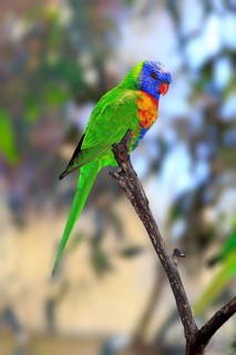 Rainbow Lorikeet (Trichoglossus haematodus)