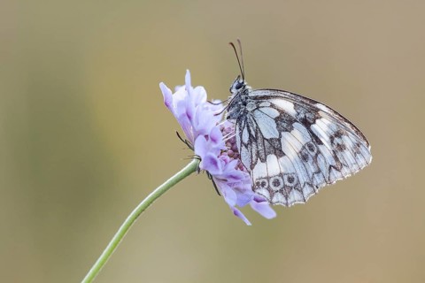 Marbled White (Melanargia galathea) on Meadow Widow Flower (Knautia arvensis)